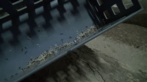 螞蟻在家築巢